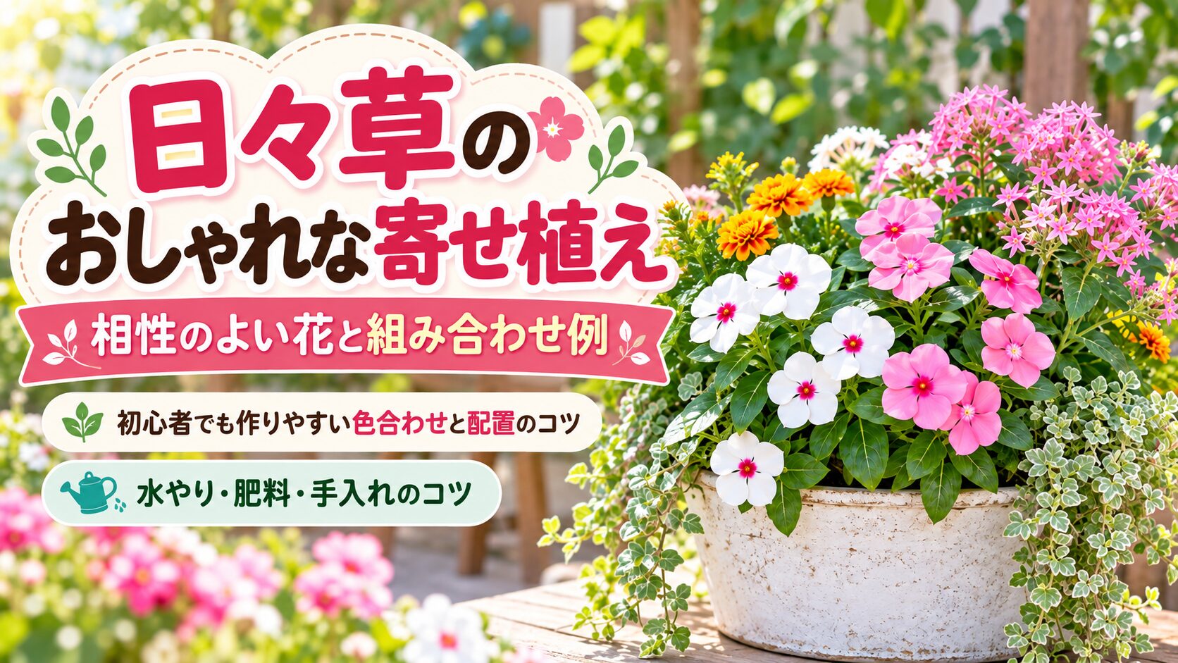 日々草のおしゃれな寄せ植えと相性のよい花の組み合わせを紹介するアイキャッチ画像
