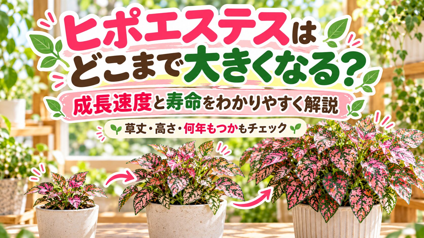 ヒポエステスはどこまで大きくなるのかを、小・中・大の株で表した成長イメージ画像