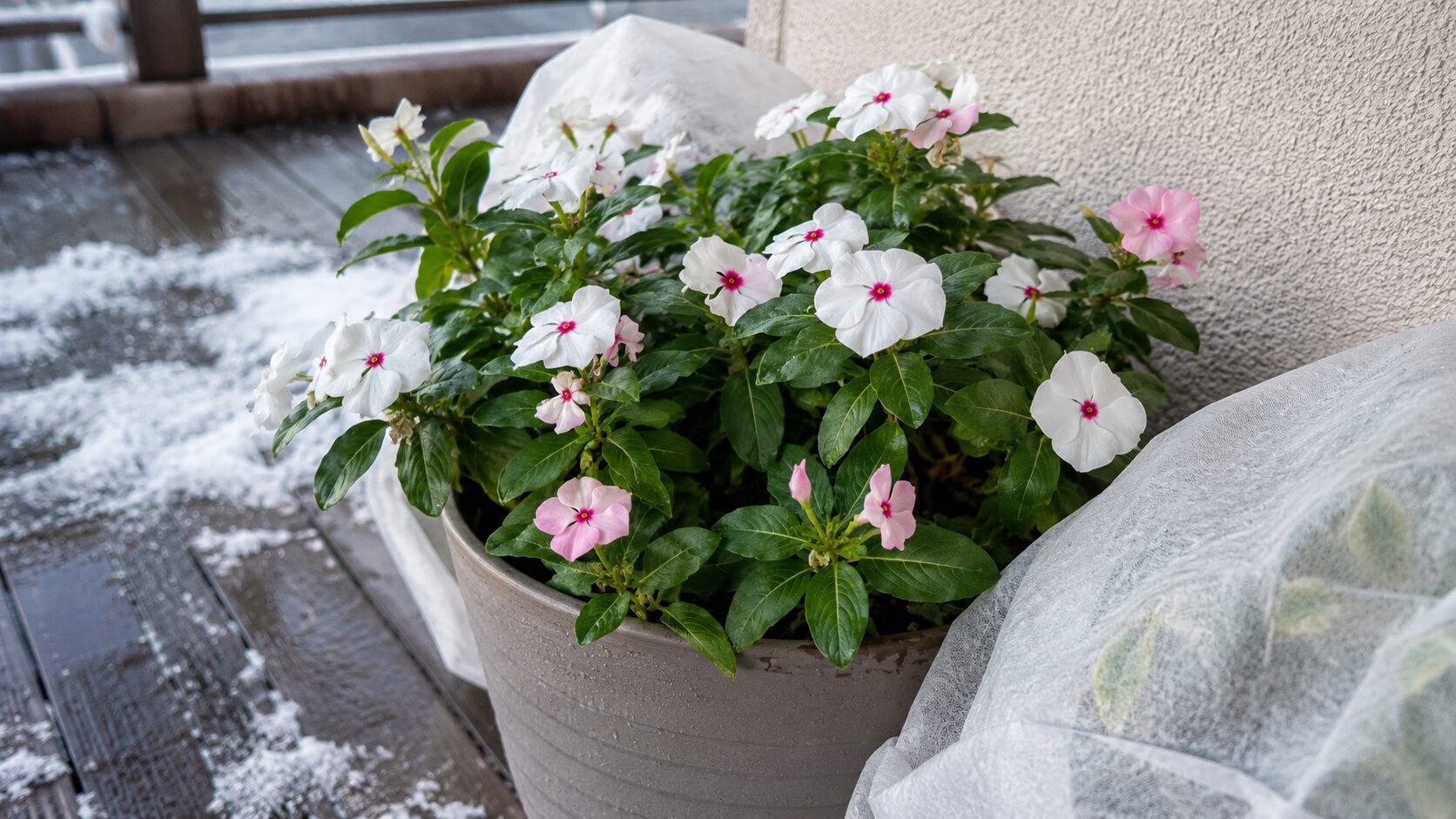冬のベランダで不織布を使い屋外越冬を試す鉢植えの日々草