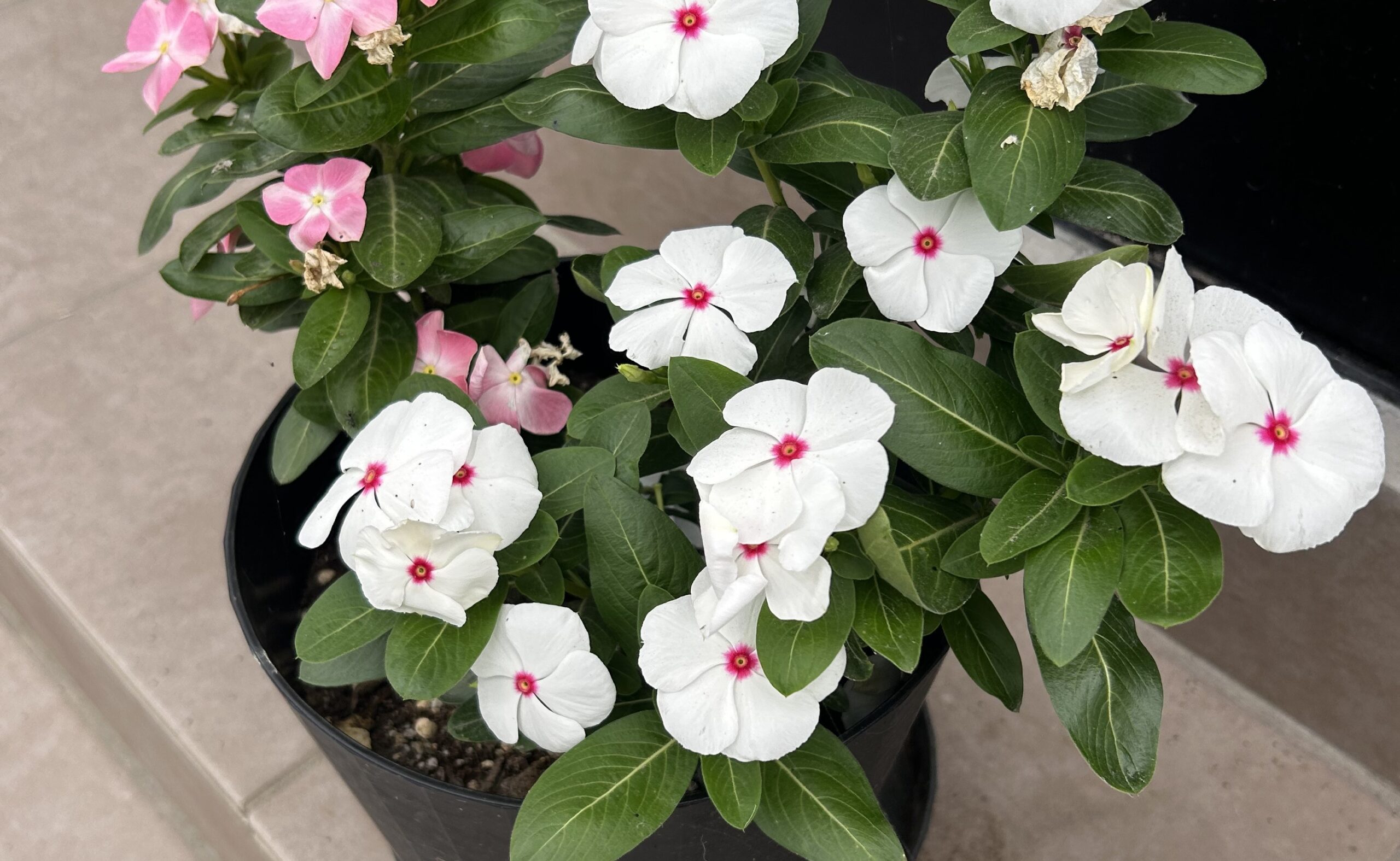 白いポルカドットとピンクの桃色のときめきを一緒に植えた日々草の寄せ植え