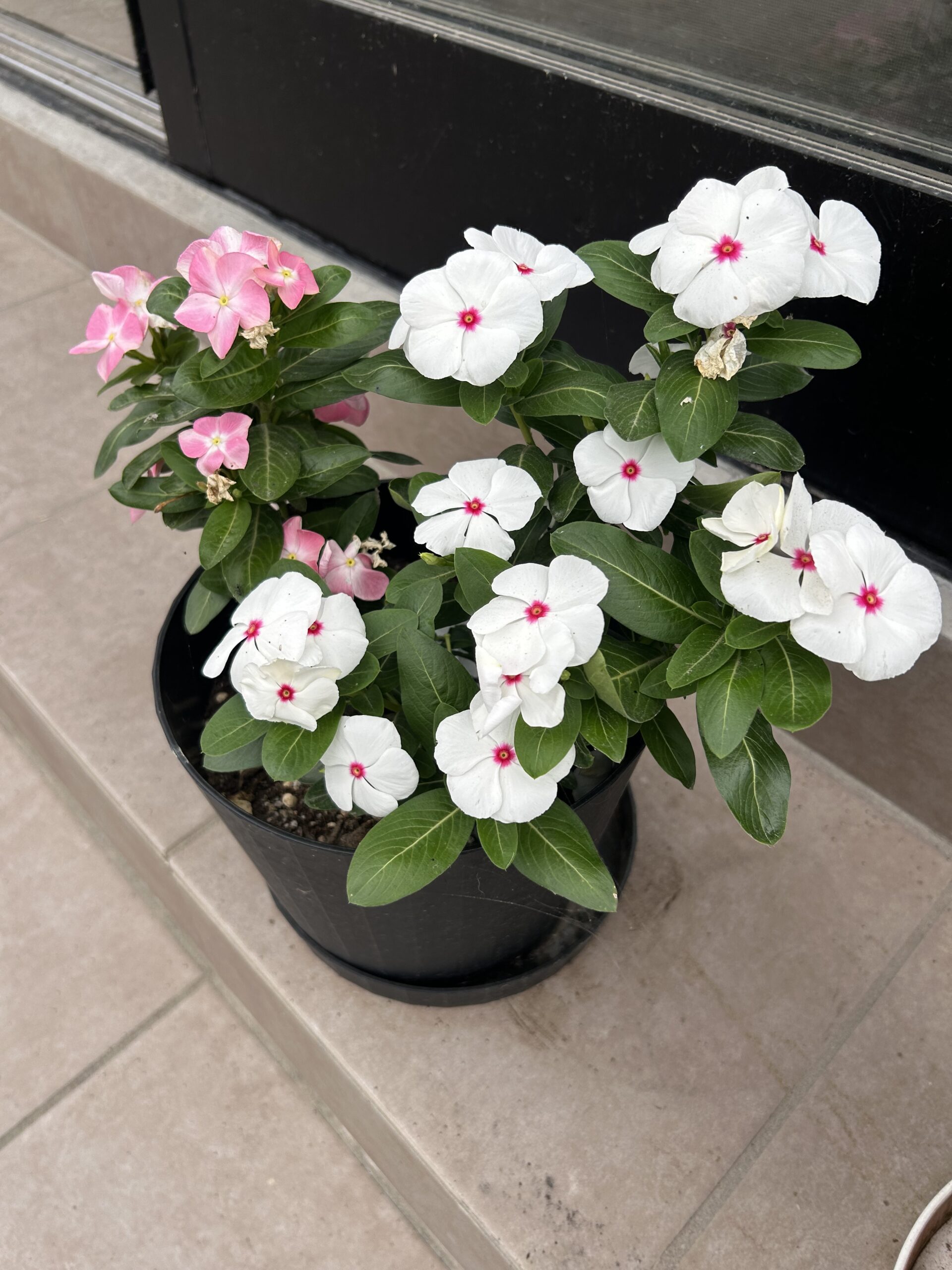 鉢植えで白とピンクの花をたくさん咲かせる日々草
