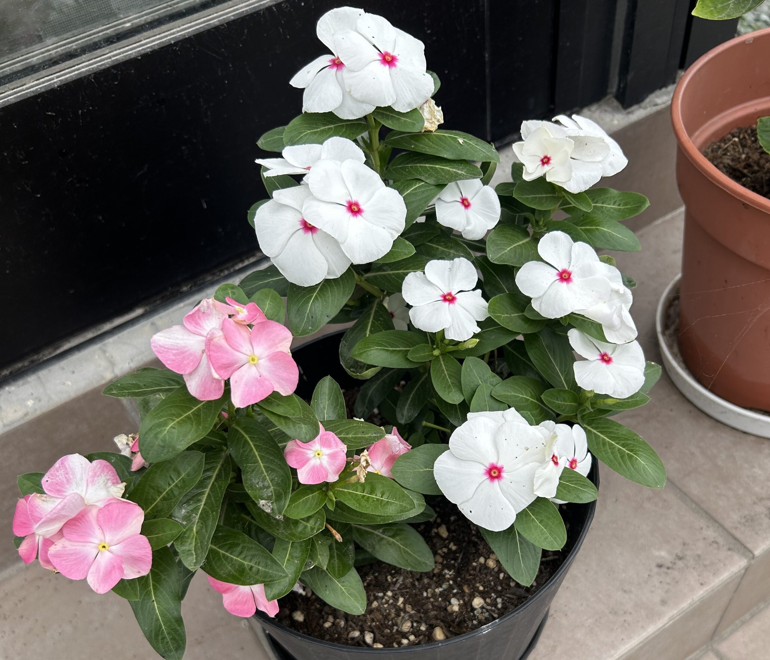 白とピンクの日々草が鉢いっぱいに広がって咲く寄せ植え