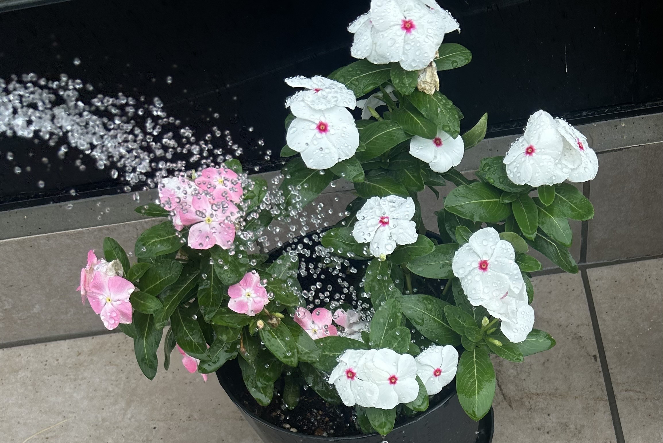 白とピンクの日々草の寄せ植えへ株元を中心に水やりしている様子