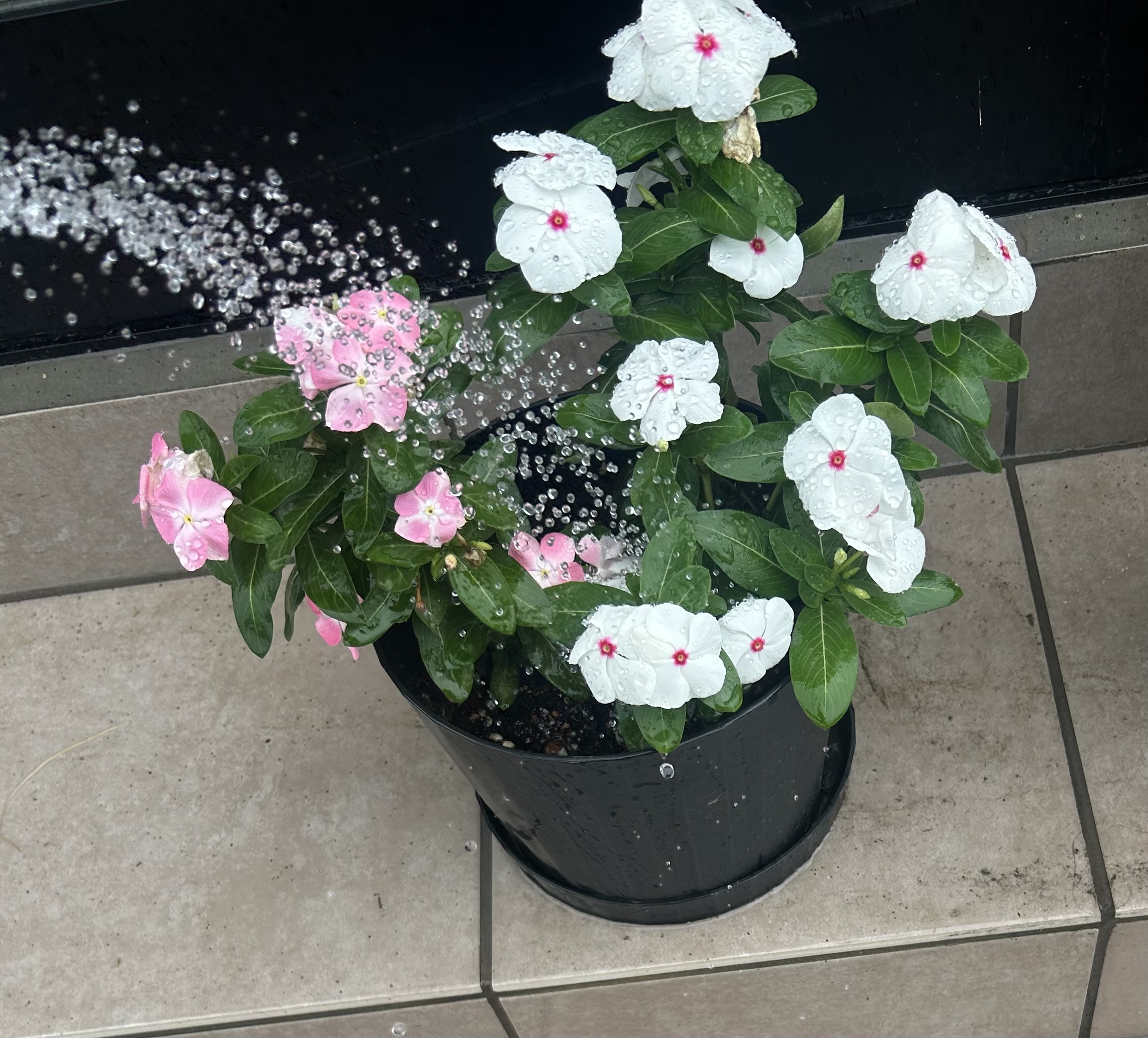 鉢植えの白とピンクの日々草にシャワーで水やりをしている様子