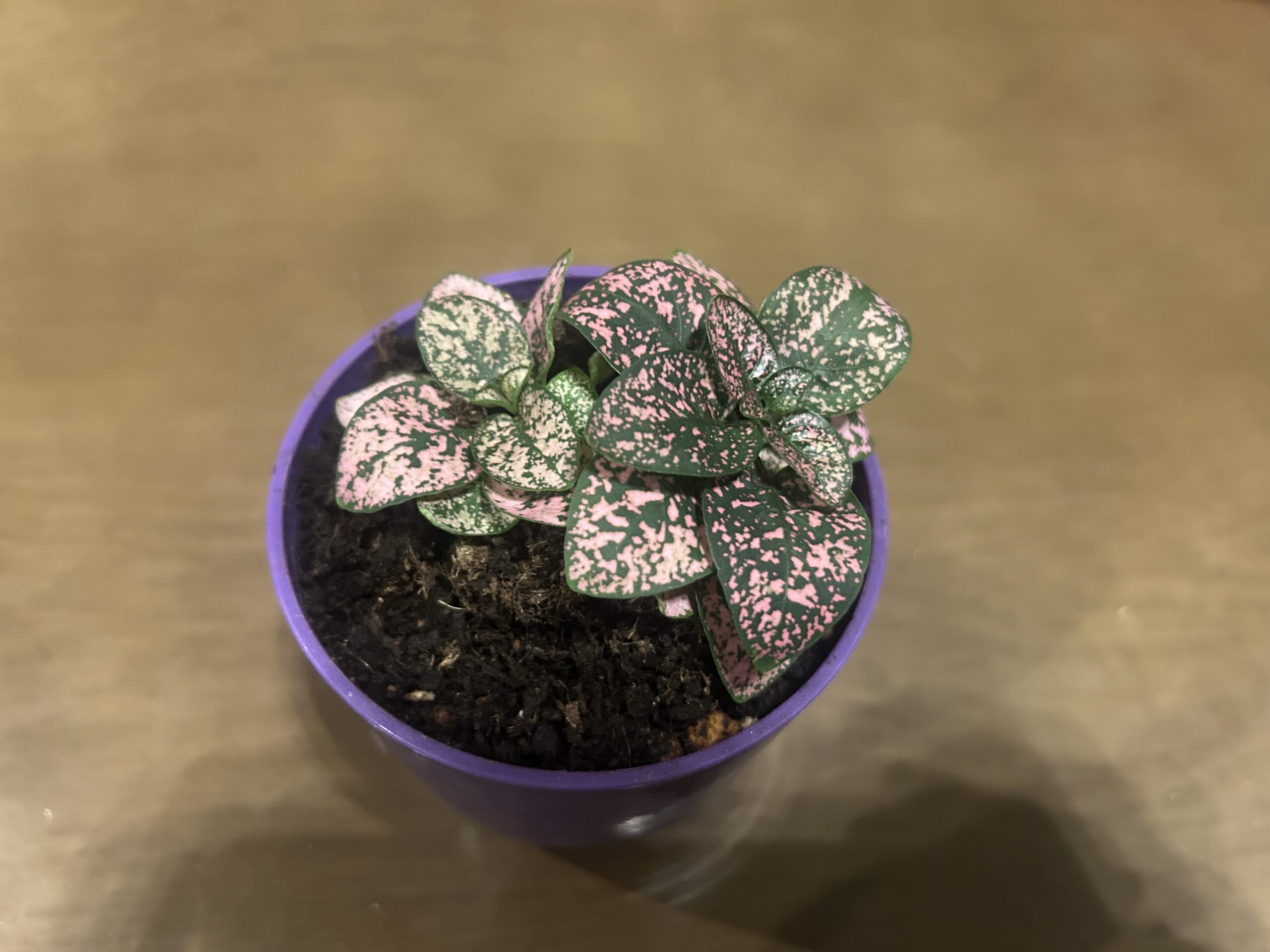 上から見たピンクの斑入り葉が広がる鉢植えヒポエステス