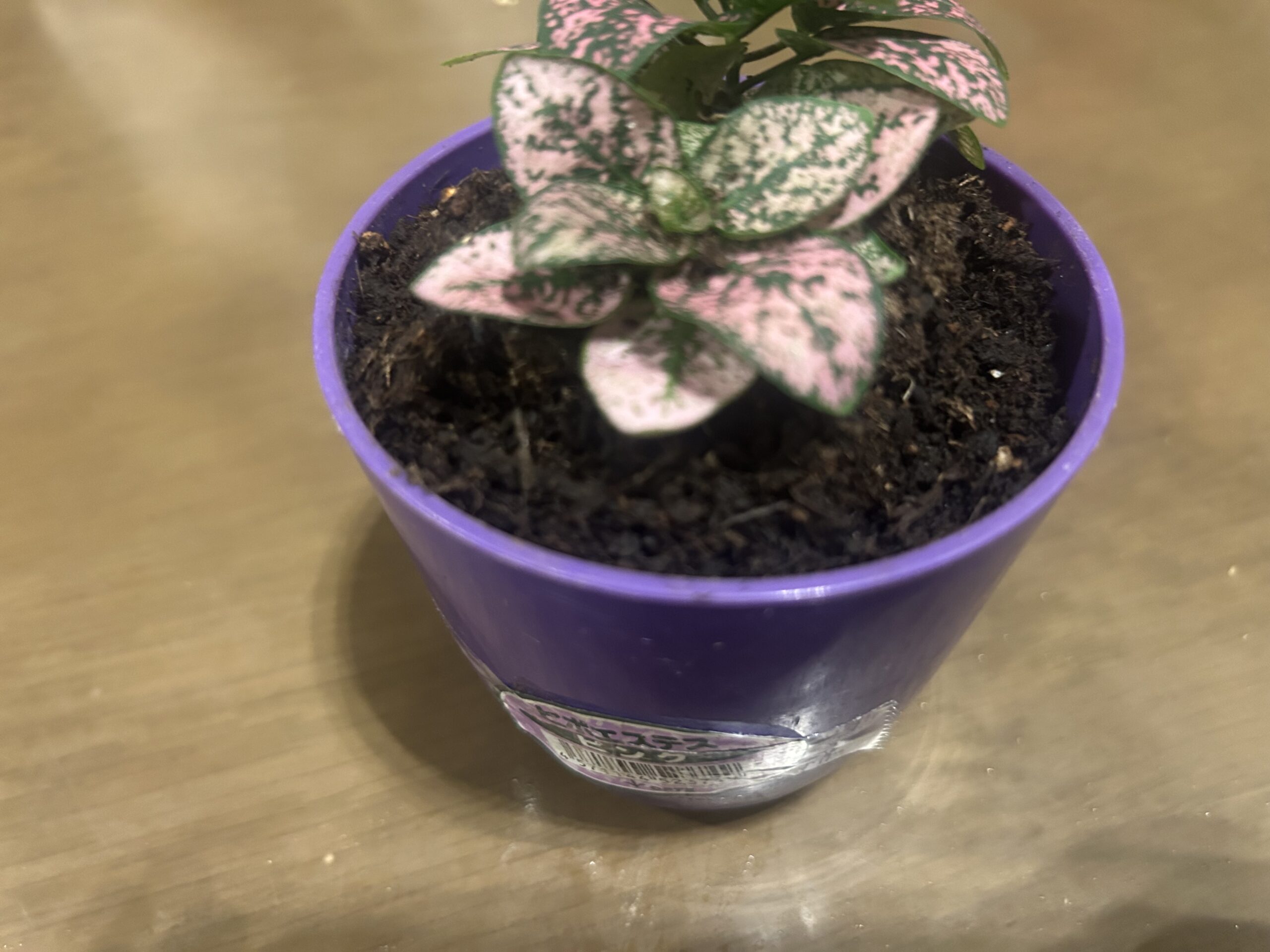 ピンクと緑の斑入り葉が特徴的な鉢植えのヒポエステス