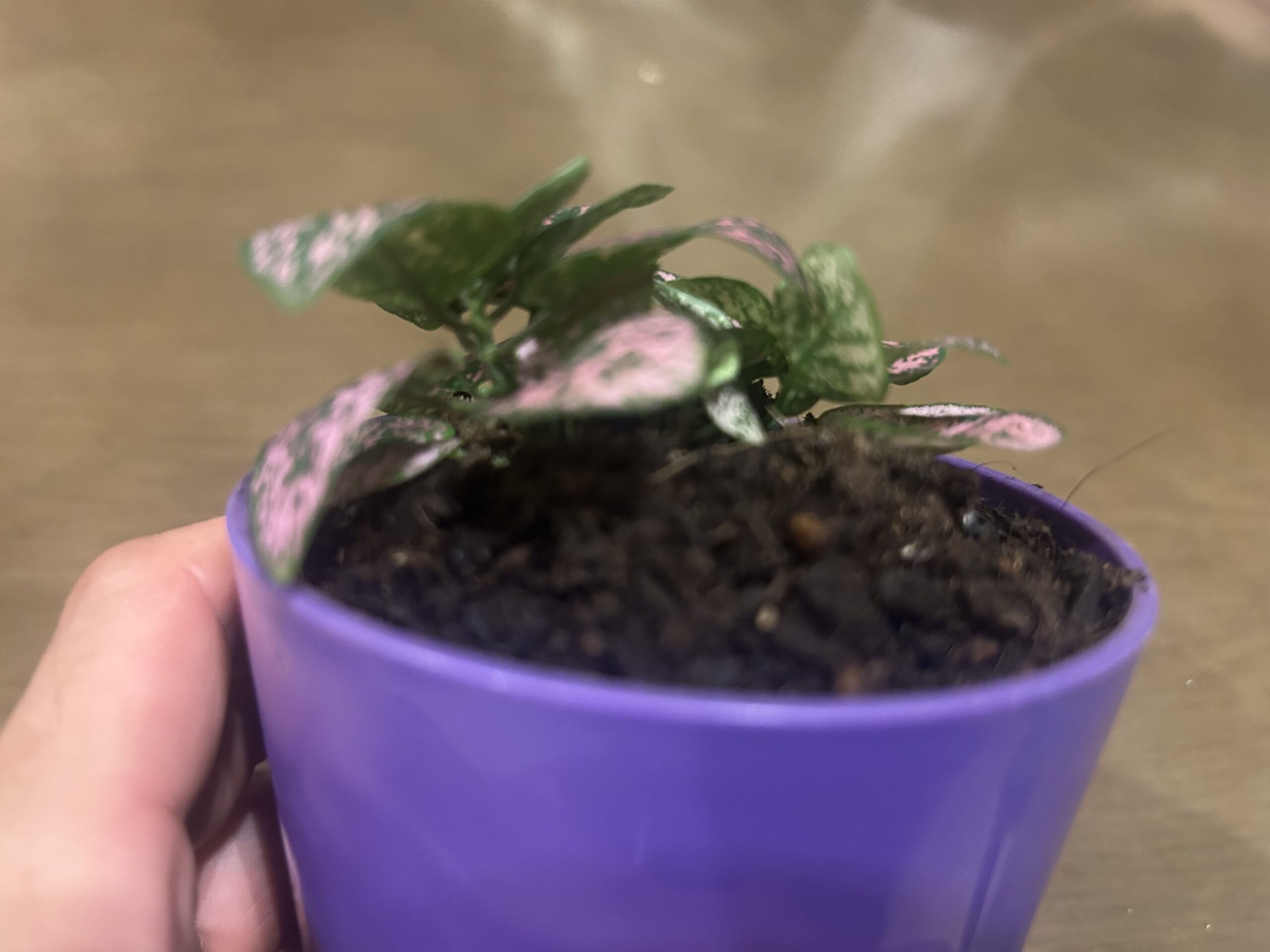 紫色の鉢に植えられたヒポエステスの株元と培養土の様子