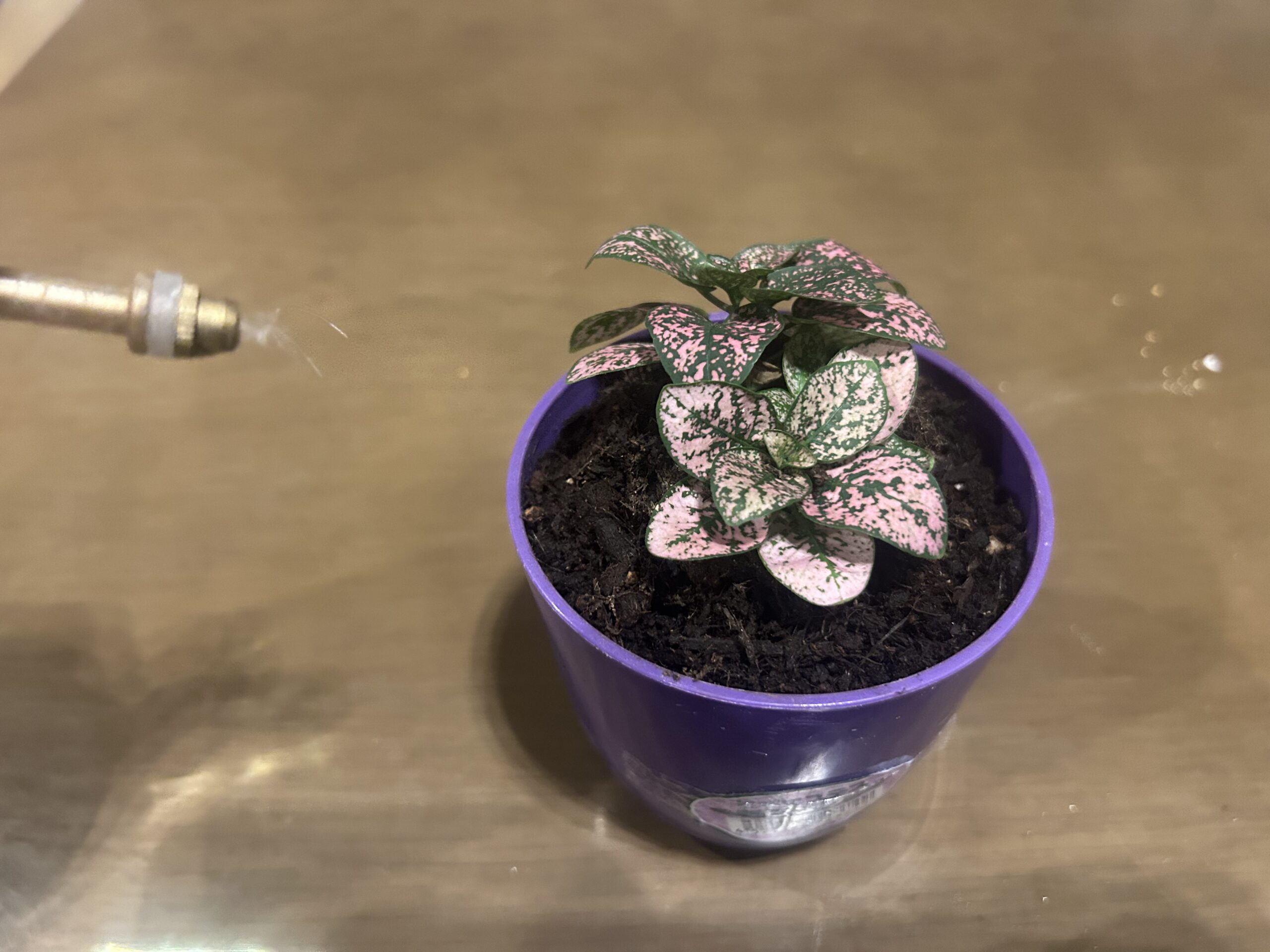 鉢植えのヒポエステスへ霧吹きで水を吹きかけている様子