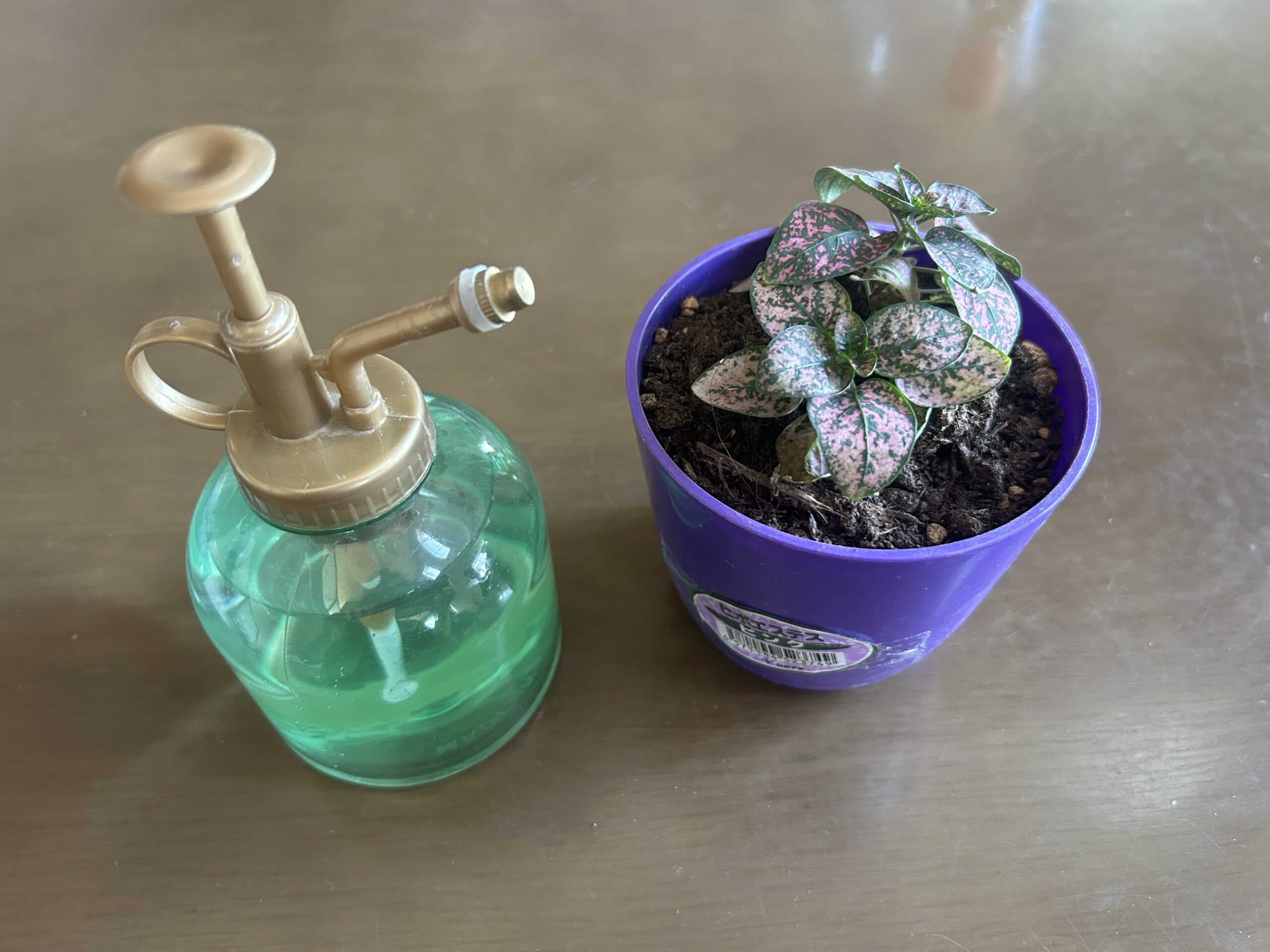 ピンクの斑入り葉を持つヒポエステスと葉水に使う霧吹き