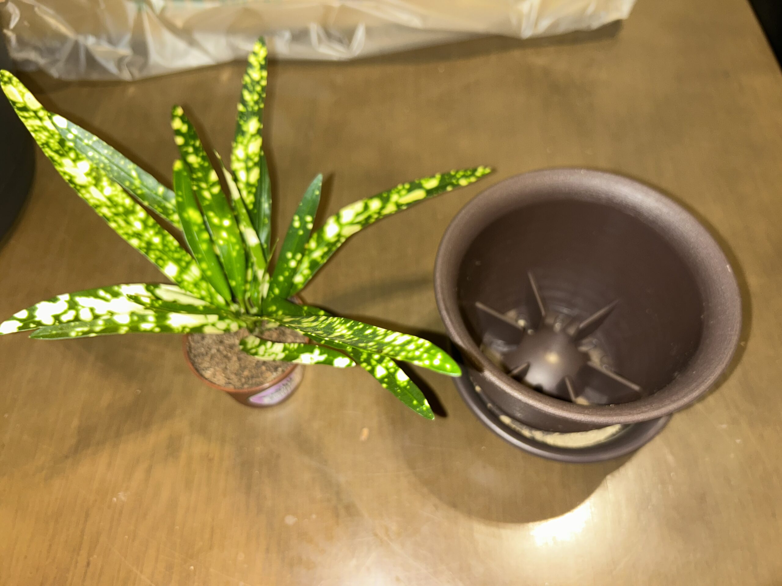 クロトン・ゴールドスターの購入時の鉢と一回り大きい植え替え用鉢を並べて比較した様子