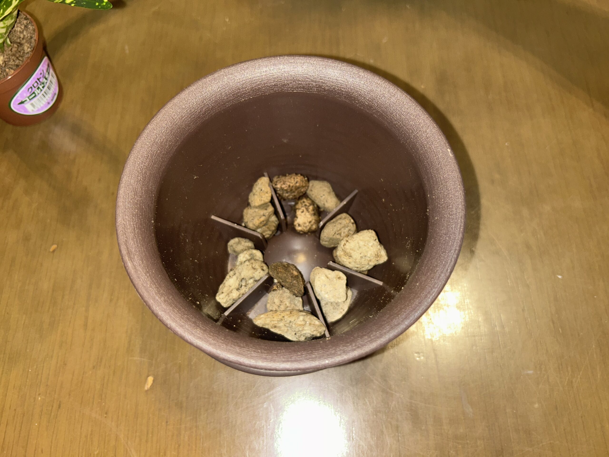 クロトンの植え替え前に新しい鉢の底へ軽石を敷いた状態