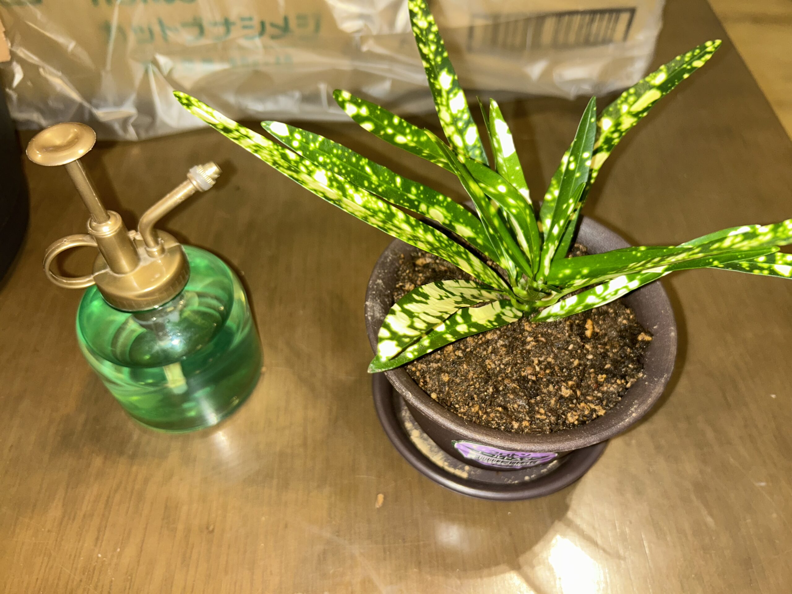 植え替え後のクロトン・ゴールドスターと葉の手入れに使う霧吹き