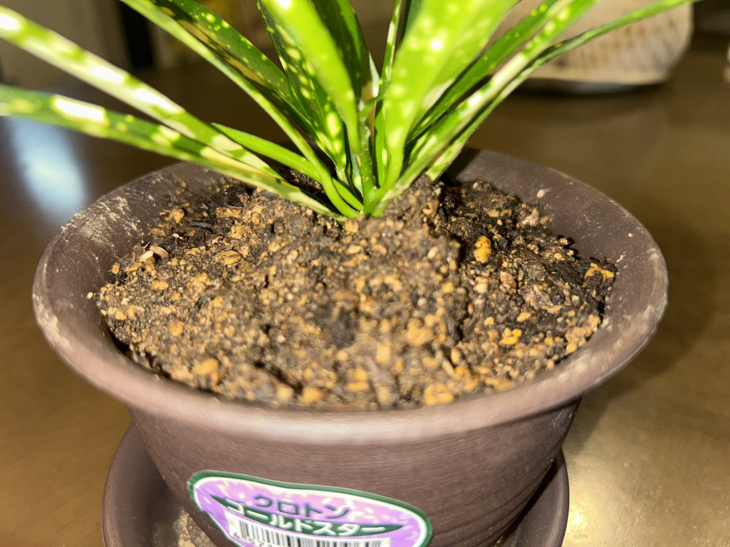 植え替え後のクロトンの株元と観葉植物用土をアップで撮影し、用土の粒や表面の状態が分かる