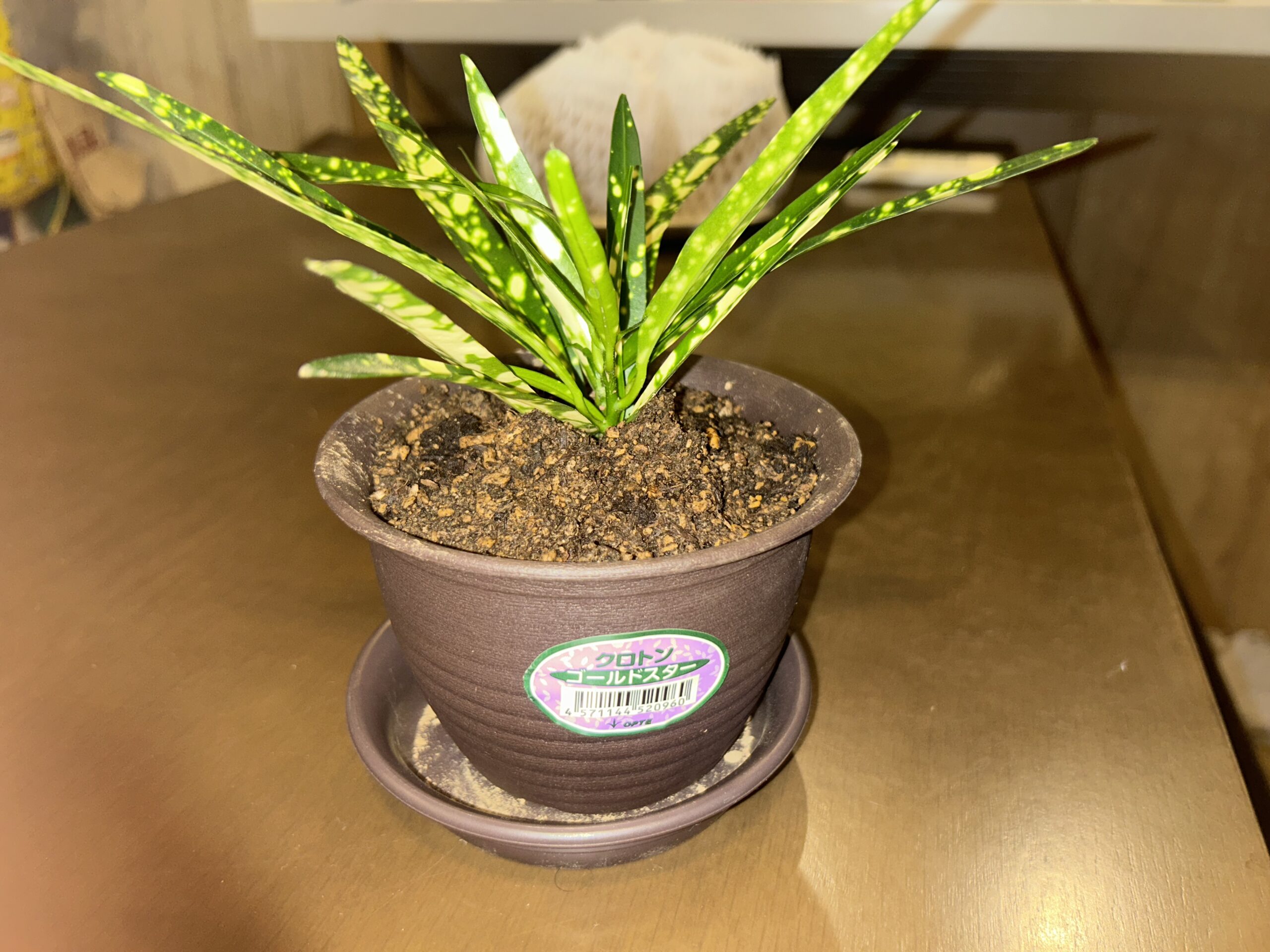 一回り大きい鉢へ植え替えたクロトン・ゴールドスターを正面から撮影