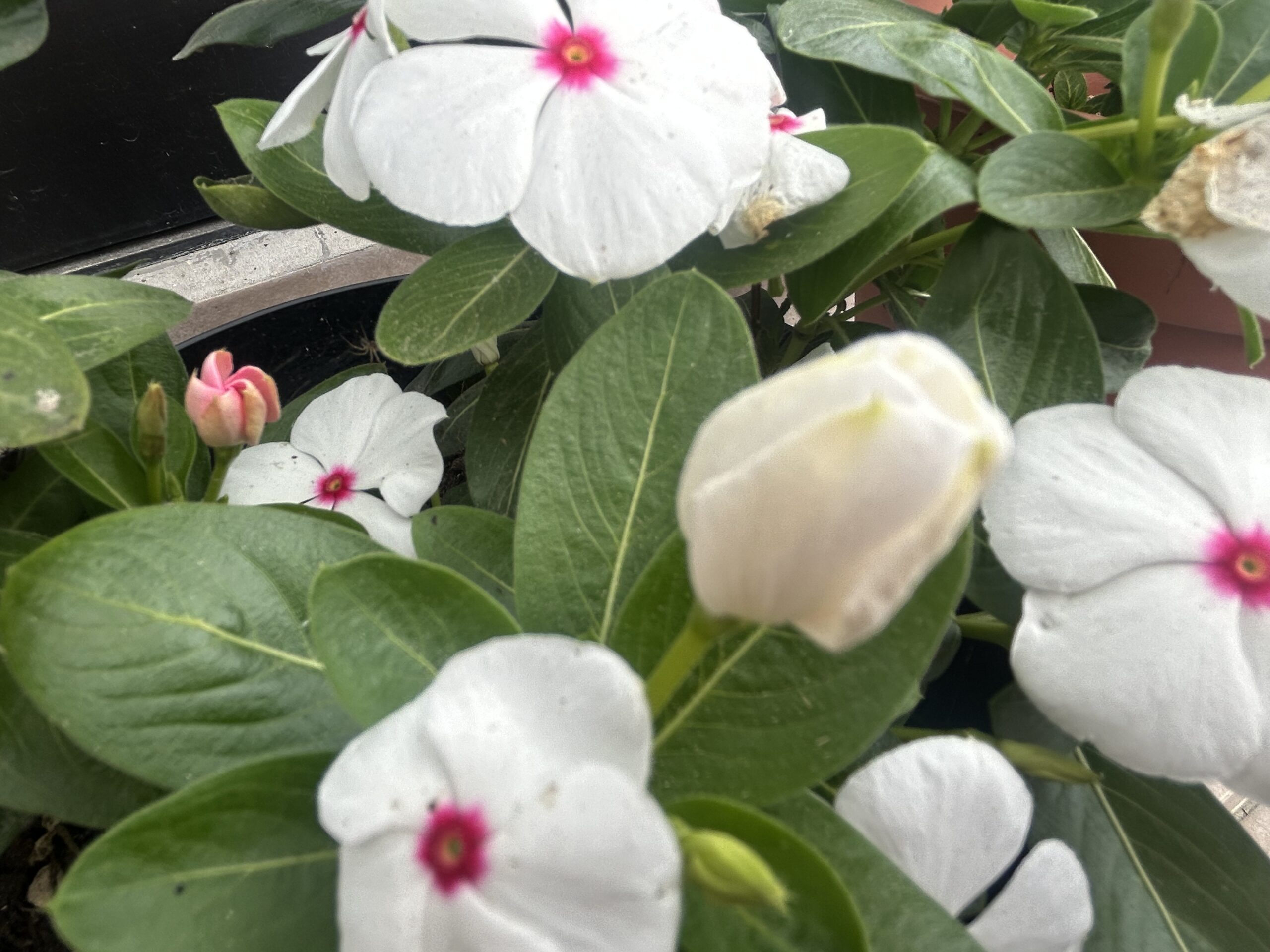 白い花と複数のつぼみを付けた日々草ポルカドットの開花中の様子
