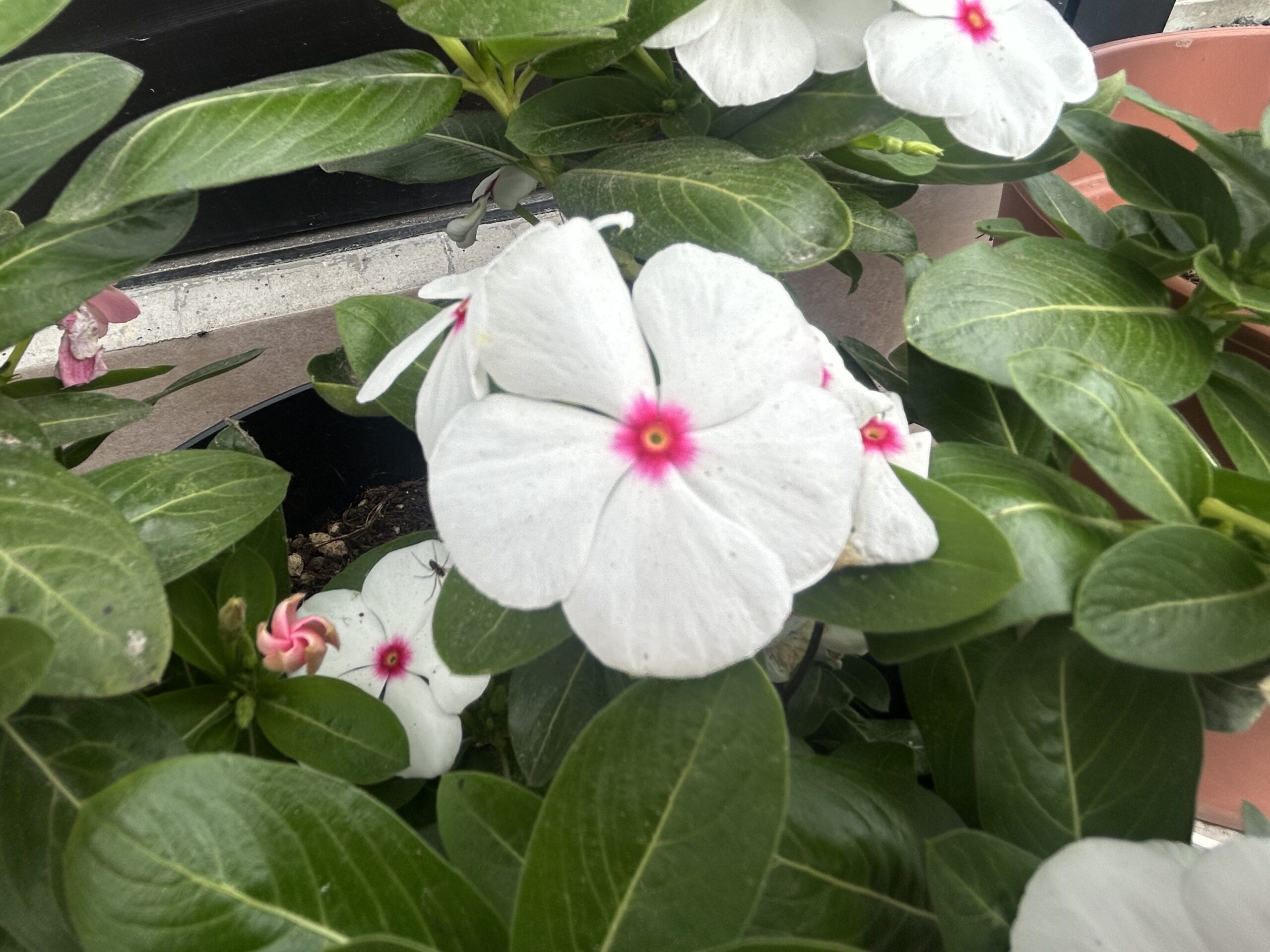 白い花びらの中央に赤い目が入る日々草ポルカドットの花